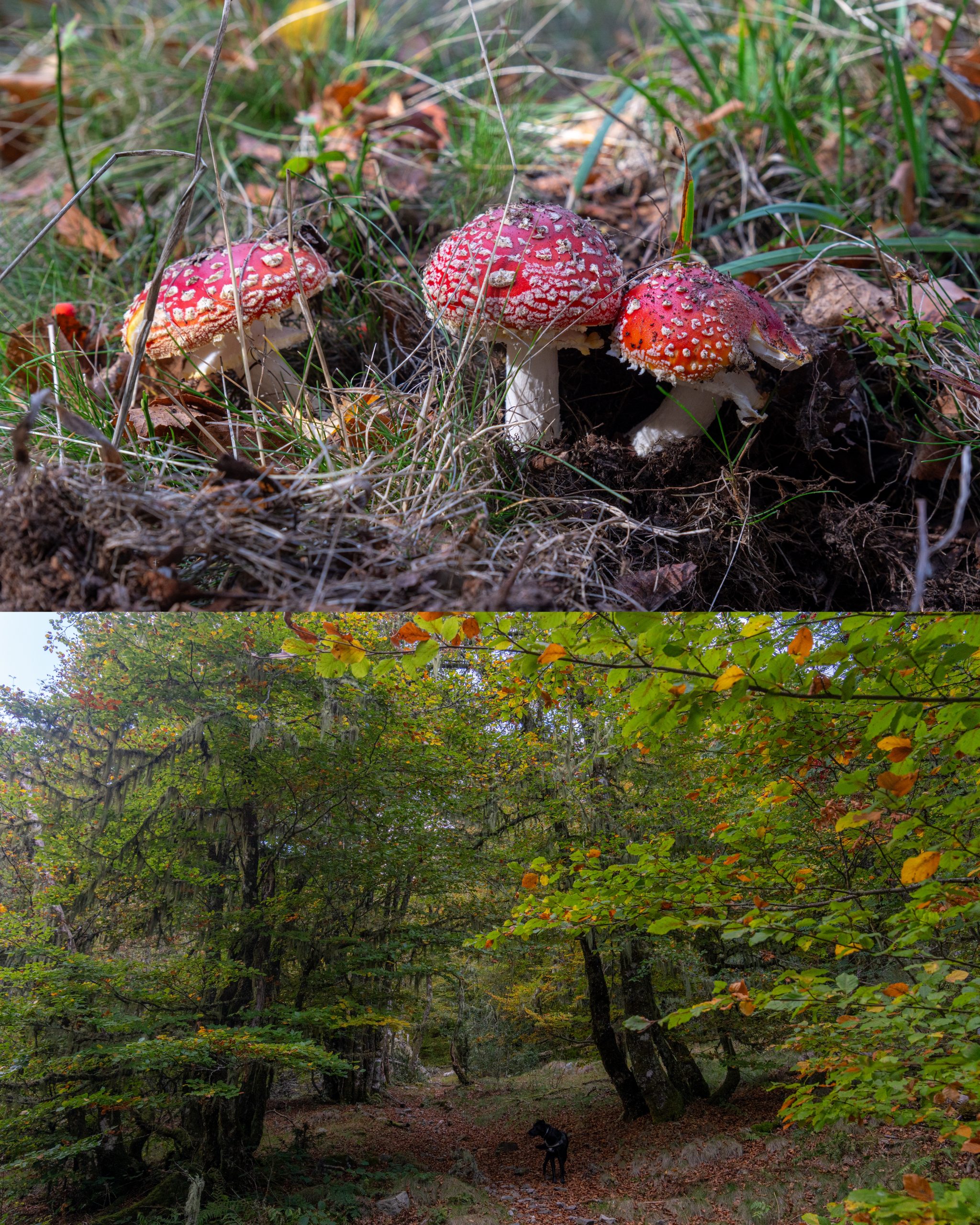 InCollage_20251008_164821038